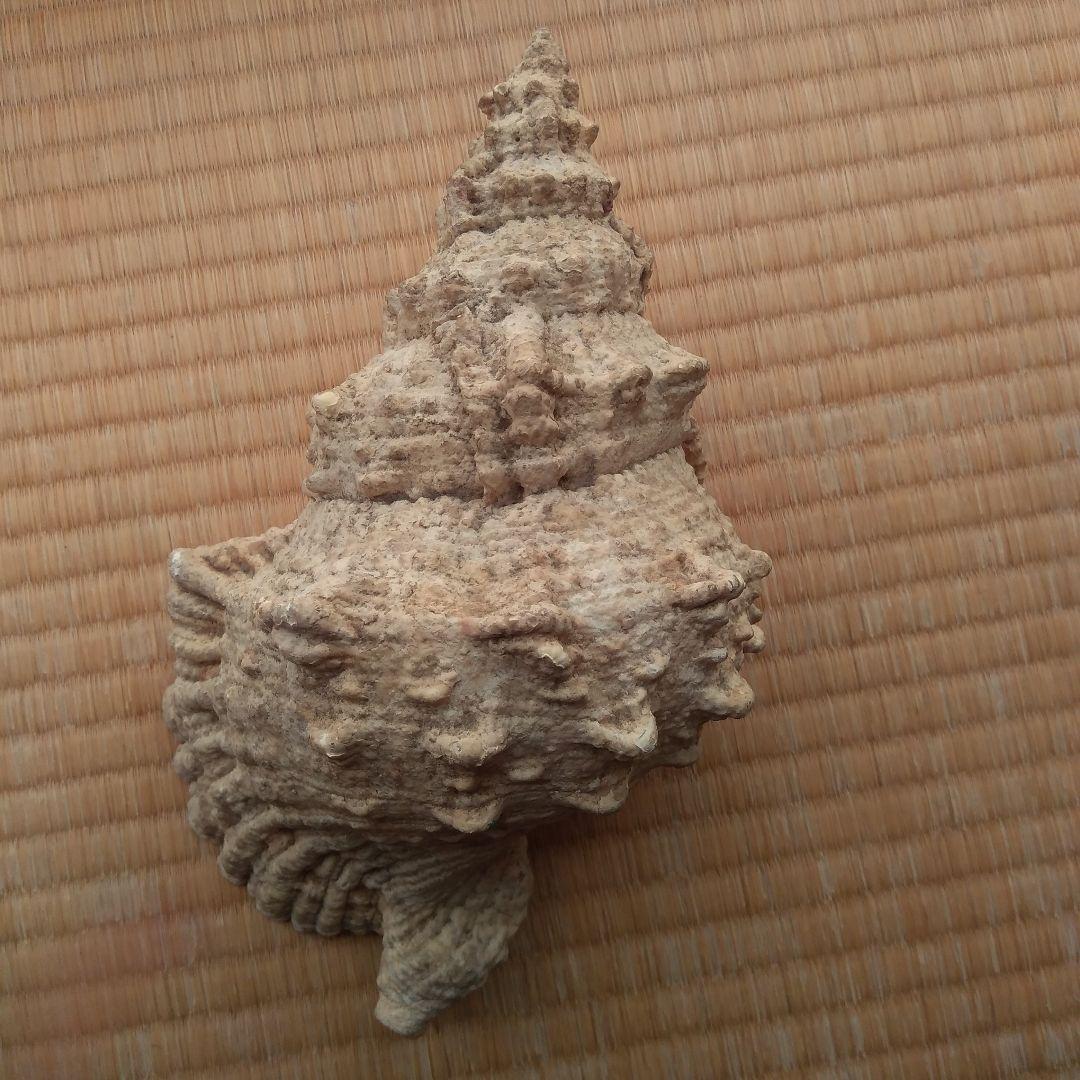 ほら貝