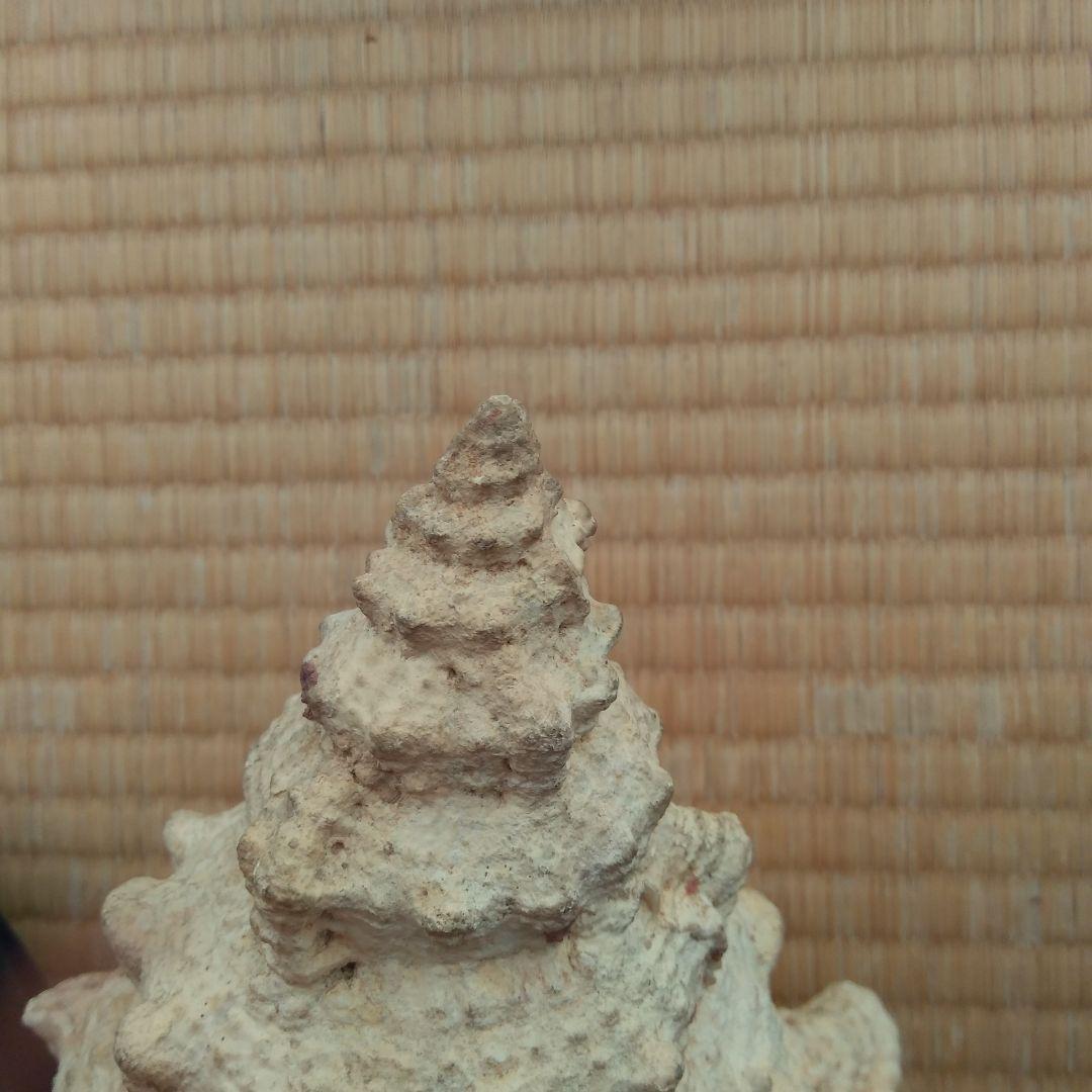 ほら貝