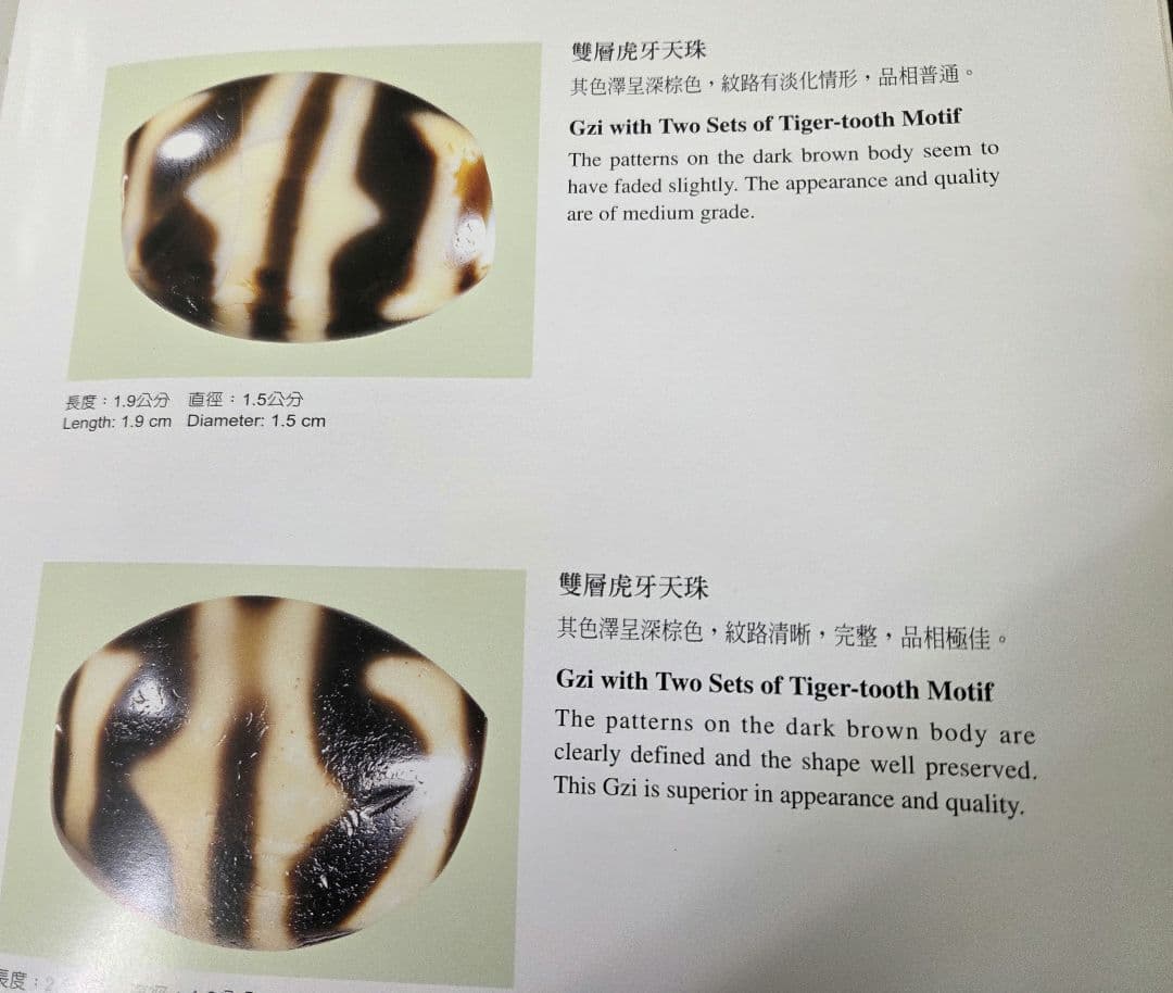 116　天珠　上肯　双虎牙天珠　龍紋　希少　dzibeads！
