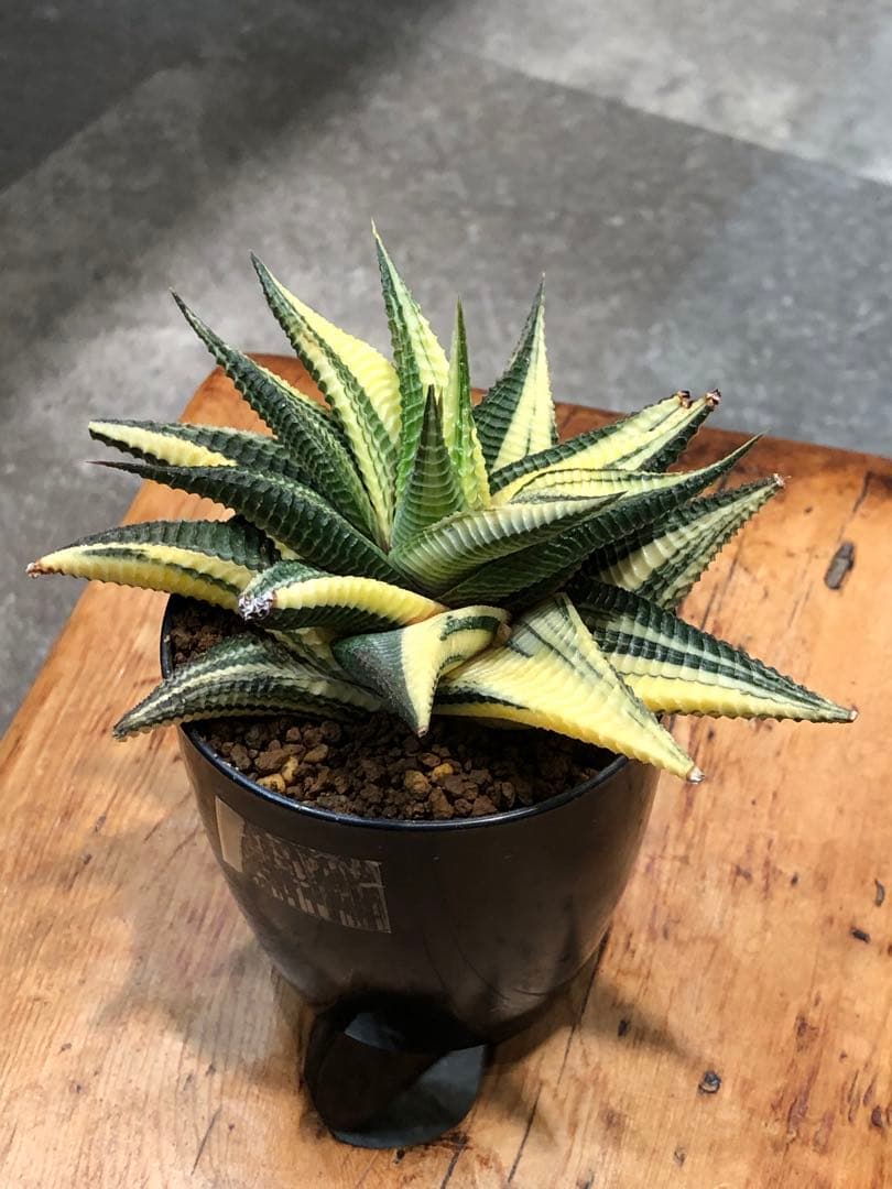 ハオルチア・瑠璃殿錦