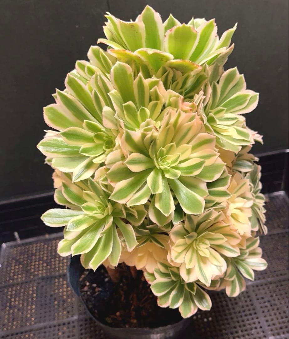 75# 多肉植物アエオニウム錦❤️ 艶凝❤️1大頭30小頭高27cn宽21cm拔き苗