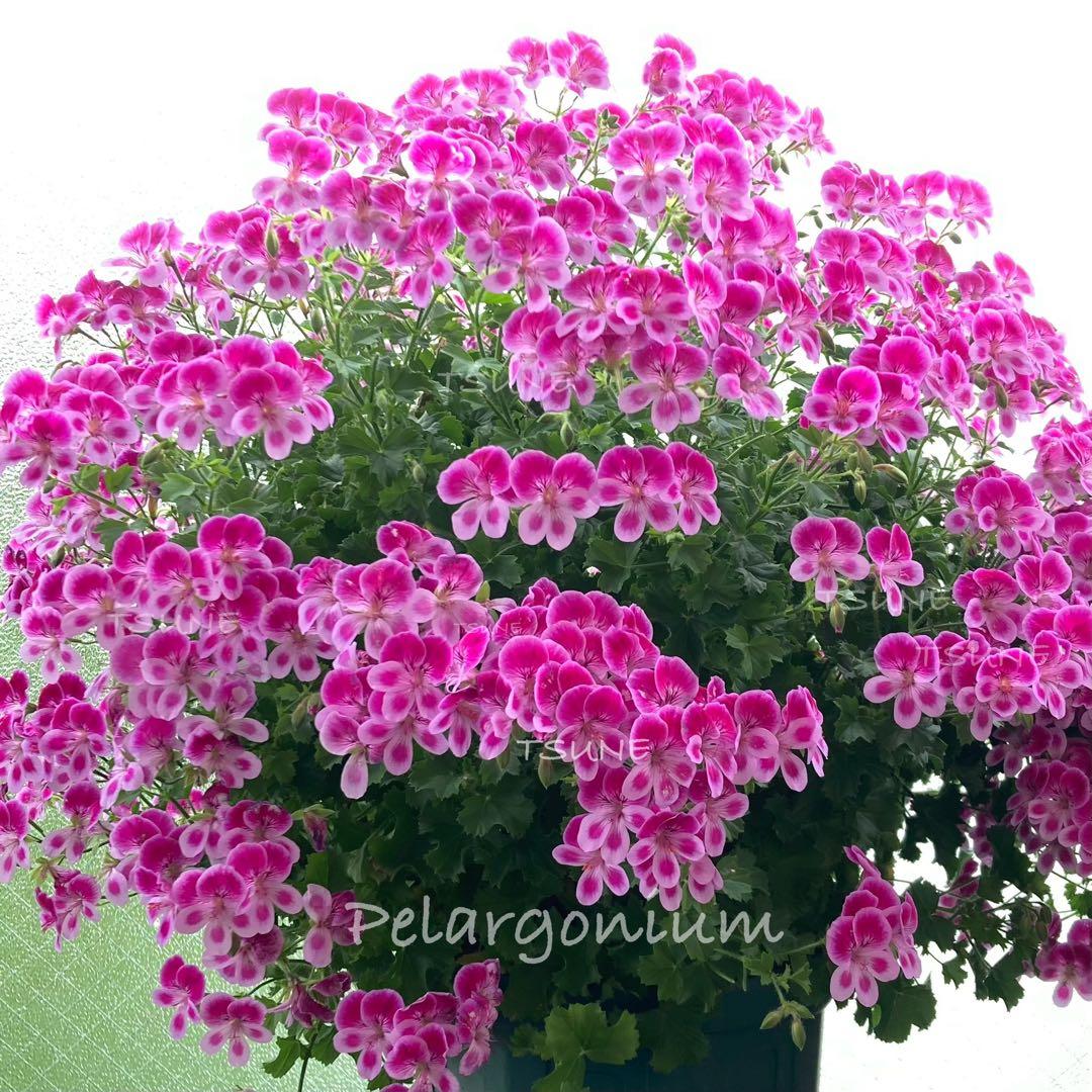 ペラルゴニウム　巨大な鉢植え(7号鉢)