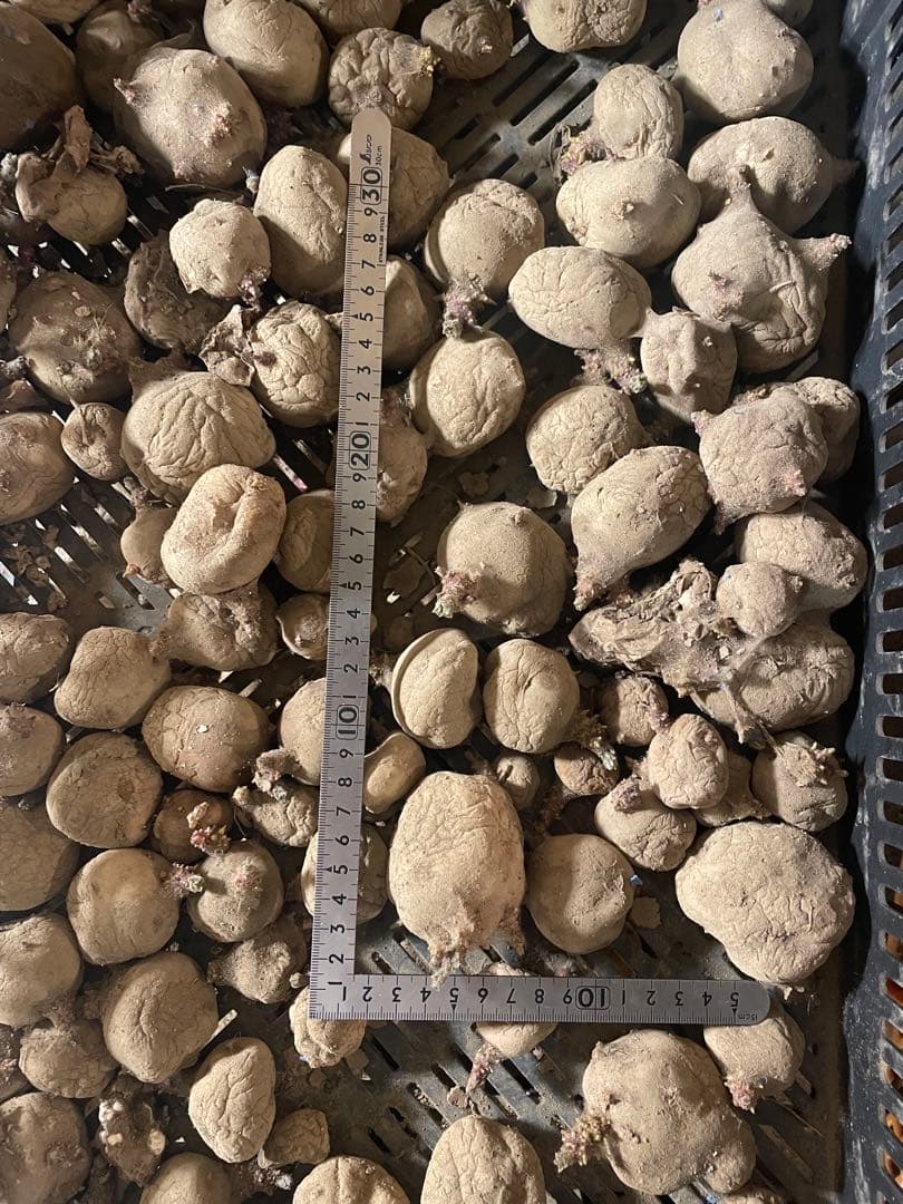 芽出し済　男爵　種芋　20kg