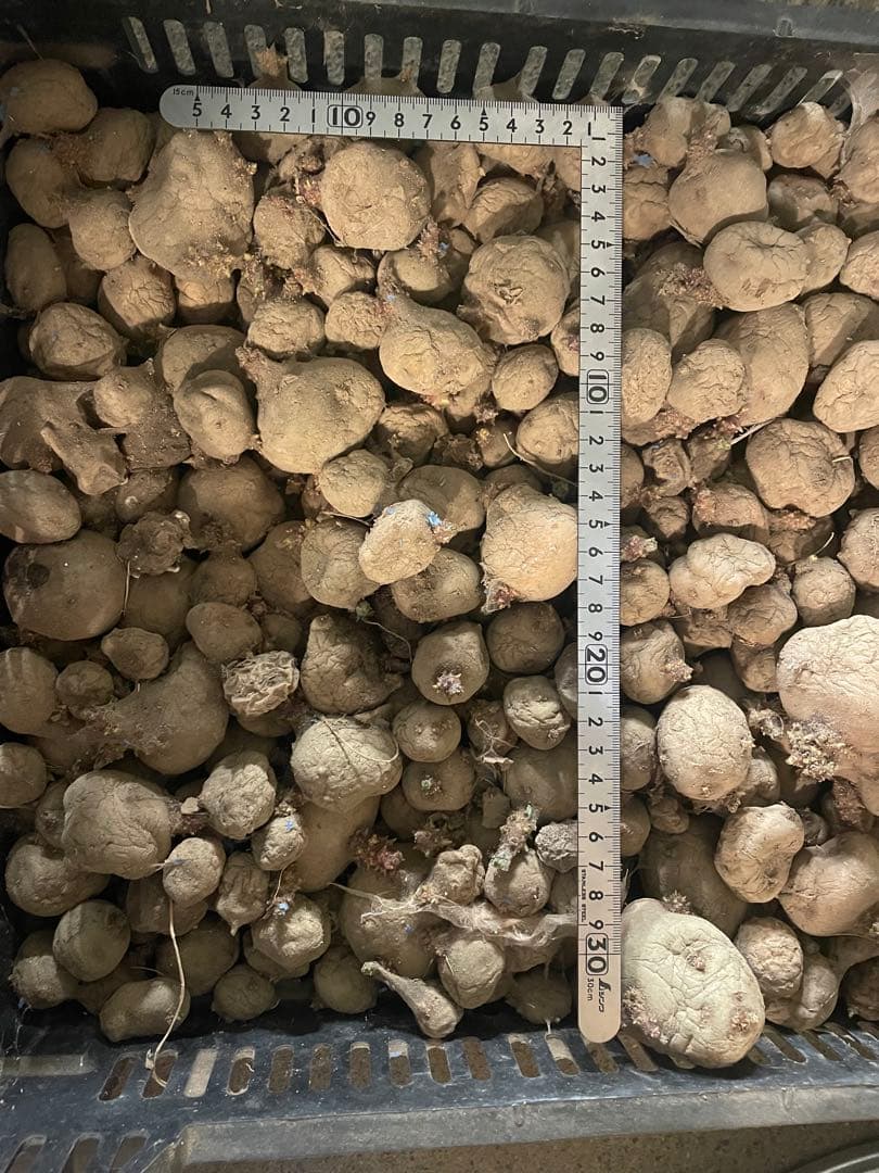 芽出し済　男爵　種芋　20kg