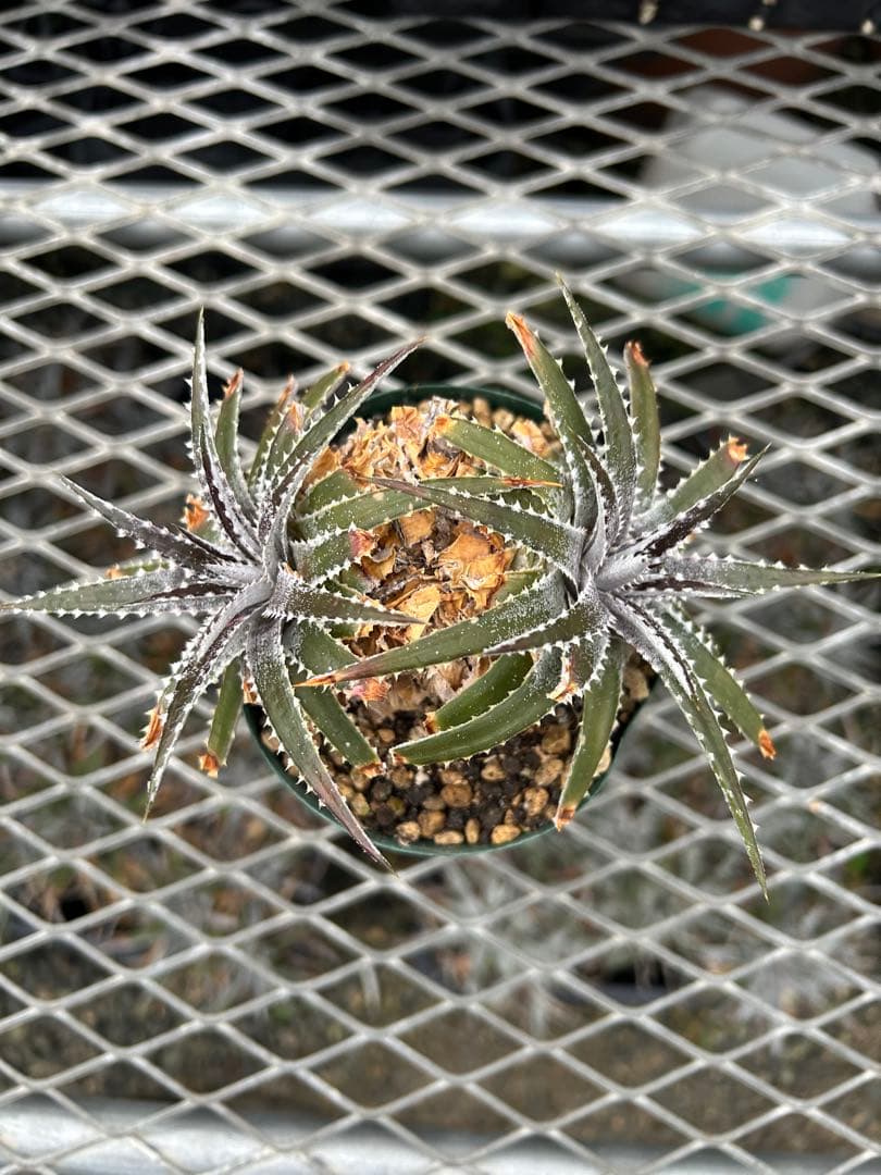 DBディッキア Dyckia Bill Baker hybrid #135 ⑴