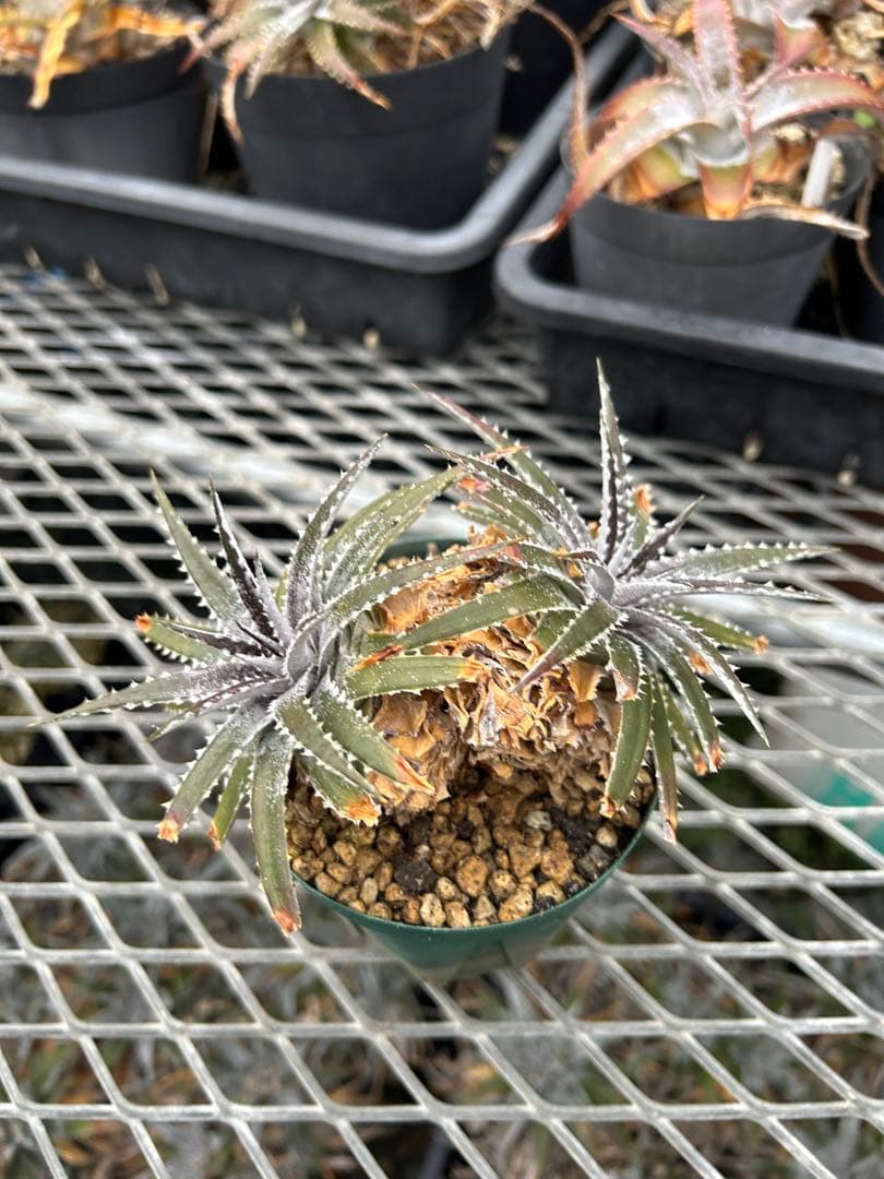 DBディッキア Dyckia Bill Baker hybrid #135 ⑴