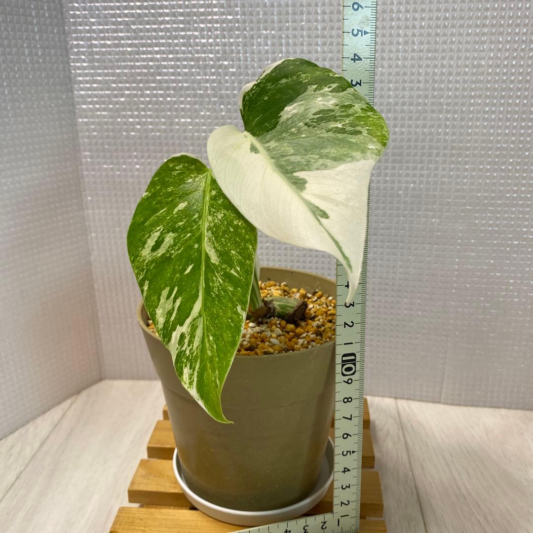 斑入りモンステラ　ボルシギアナホワイトタイガー鉢植え発根済み