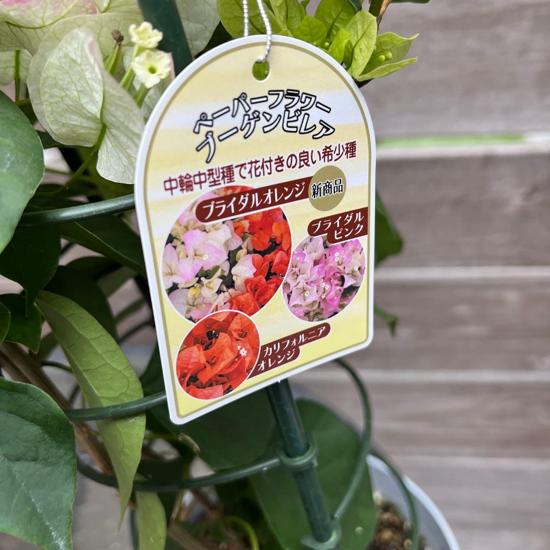 ブーゲンビレア　ブーゲンビリア　サンルージュ　ブライダルピンク　サンパフェ　3鉢