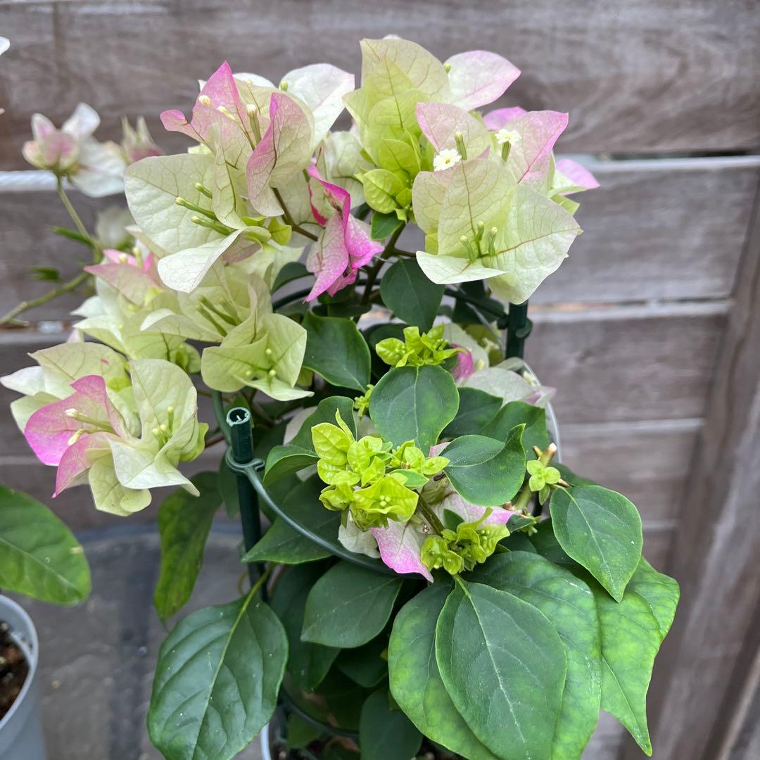 ブーゲンビレア　ブーゲンビリア　サンルージュ　ブライダルピンク　サンパフェ　3鉢