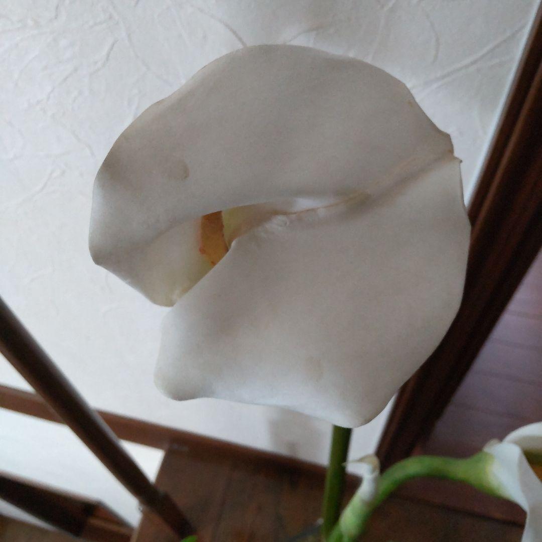 エミリオ・ロバ　花瓶付きカラー
