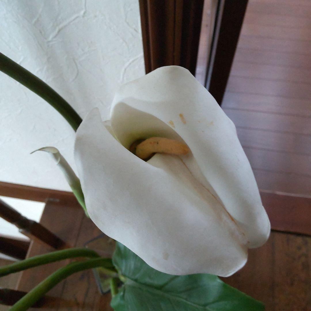 エミリオ・ロバ　花瓶付きカラー