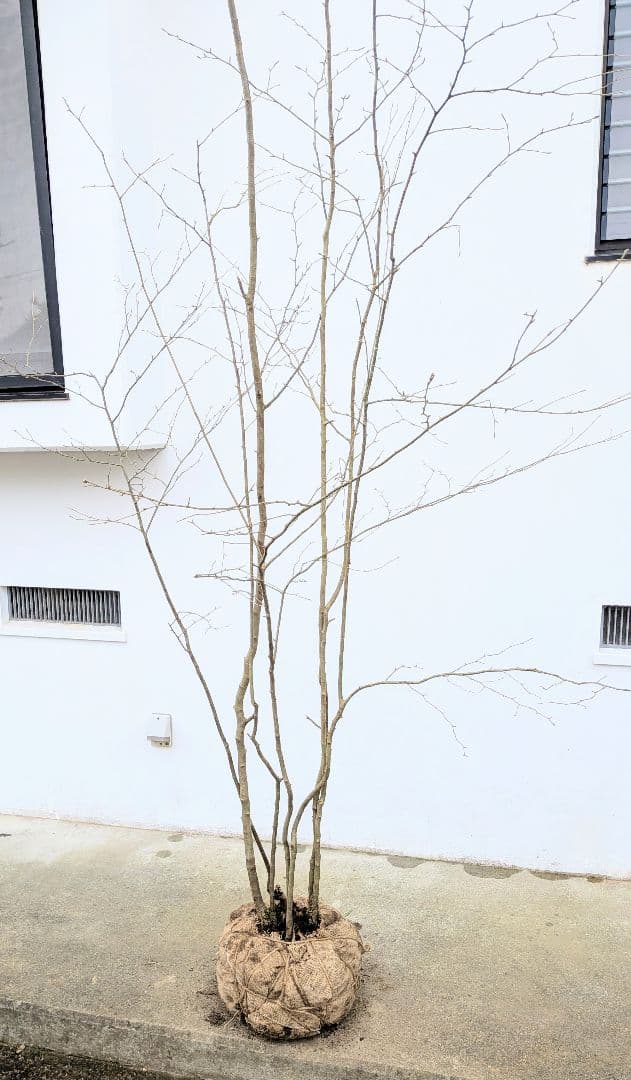 特大！特上。山採りアオハダ。