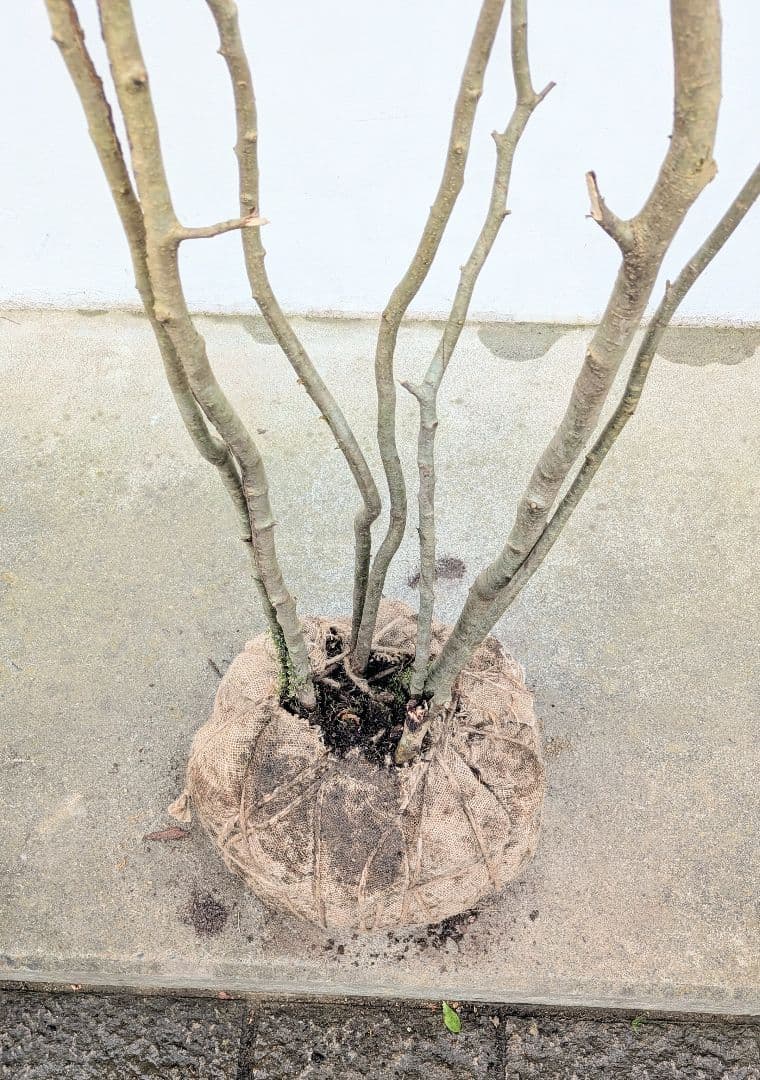 特大！特上。山採りアオハダ。