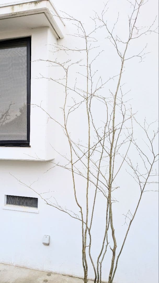 特大！特上。山採りアオハダ。