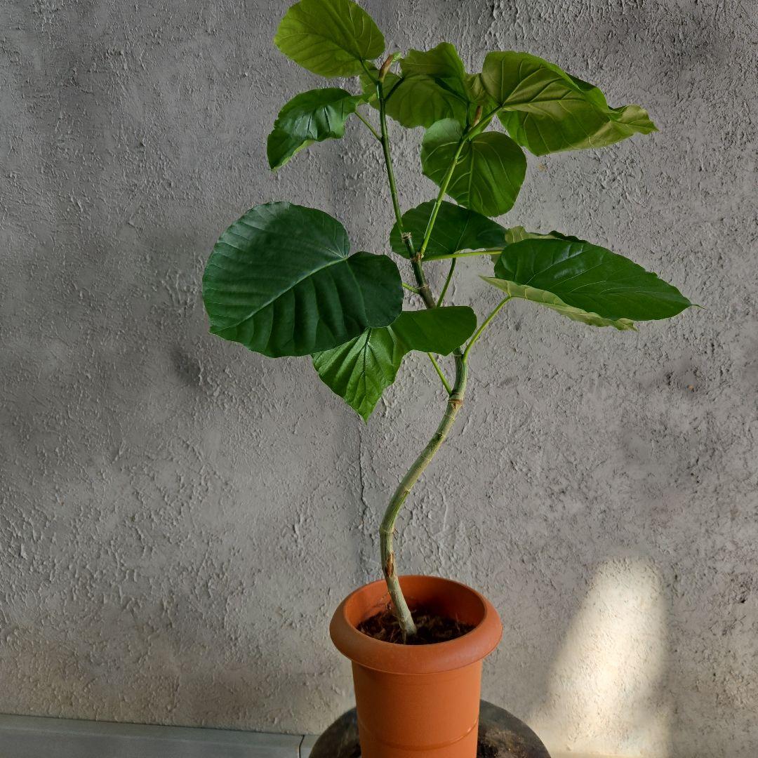 ①　ウンベラータ　曲がり仕立て　7号　最高等級