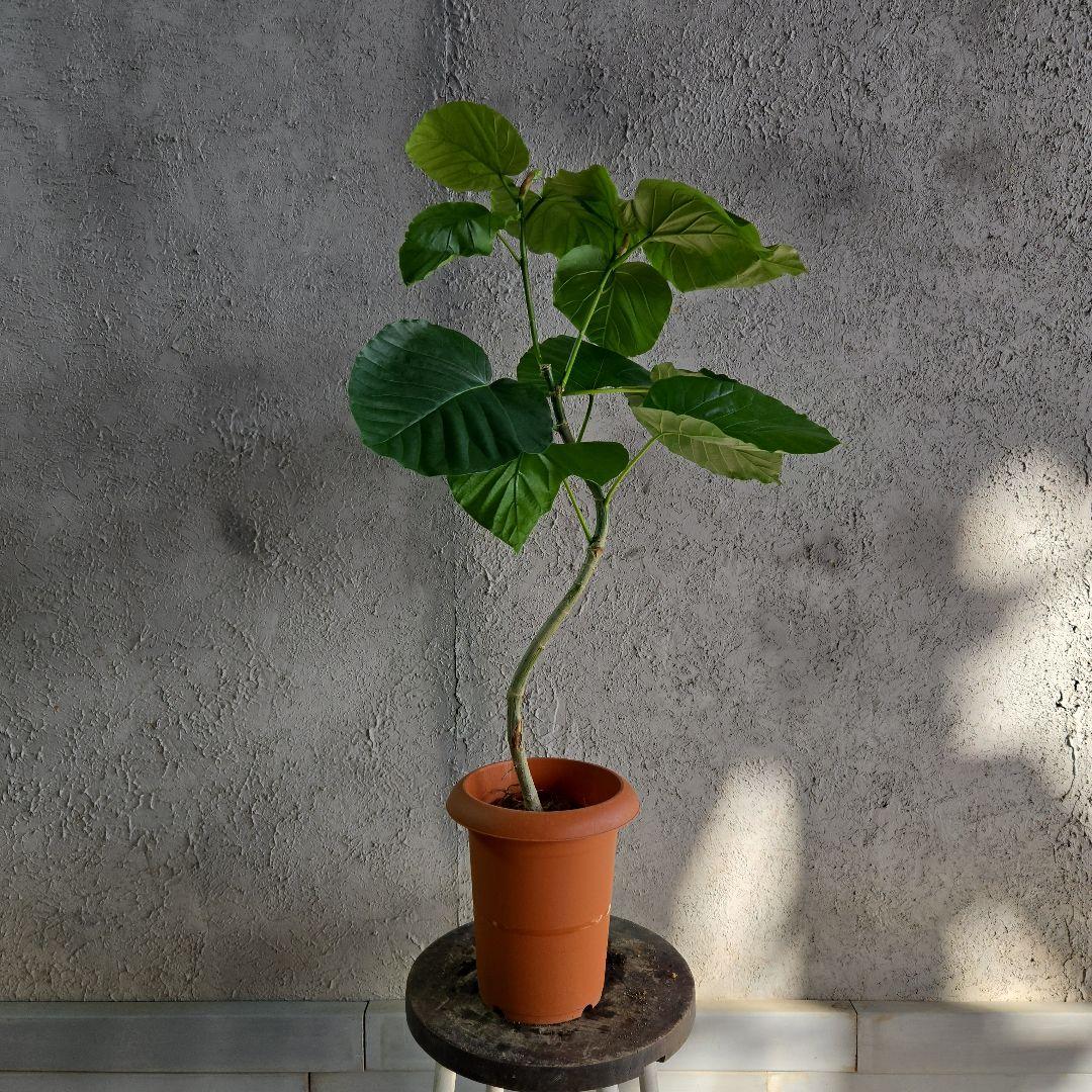 ①　ウンベラータ　曲がり仕立て　7号　最高等級