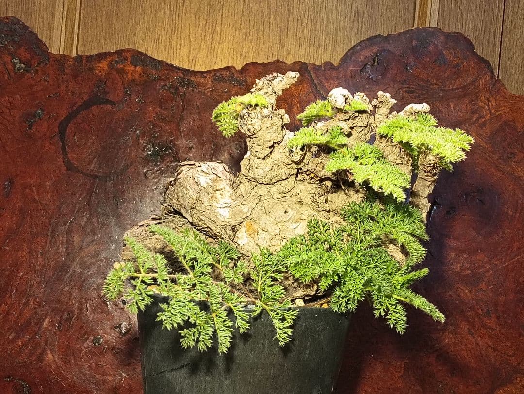 コレクション株出品！　ペラルゴニウム　トリステ　国内最大級特大サイズ