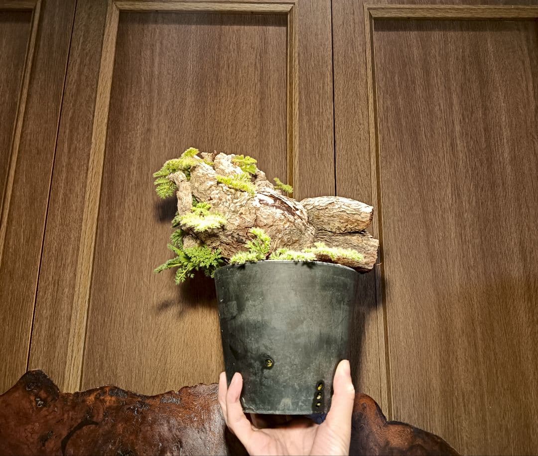 コレクション株出品！　ペラルゴニウム　トリステ　国内最大級特大サイズ