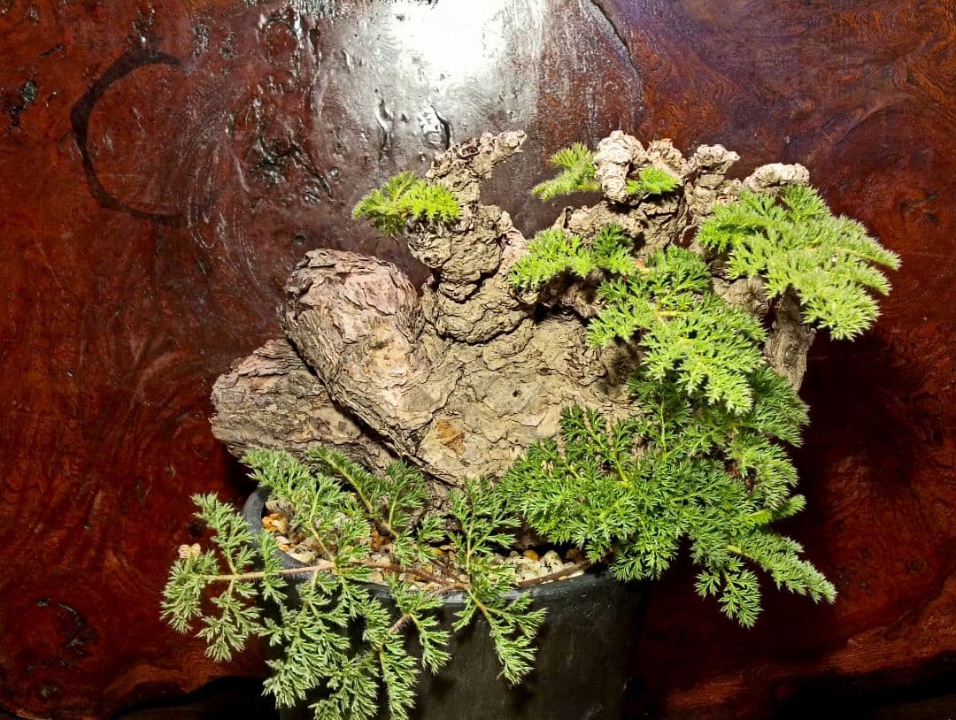 コレクション株出品！　ペラルゴニウム　トリステ　国内最大級特大サイズ