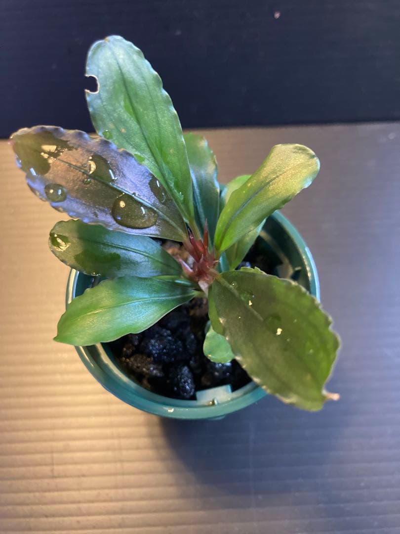 Bucephalandra sp Capek-Ⅱ【AZ0212-X】AZ便