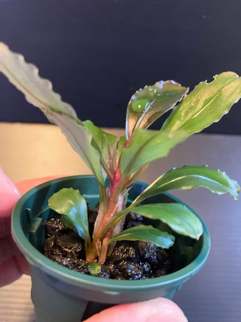 Bucephalandra sp Capek-Ⅱ【AZ0212-X】AZ便