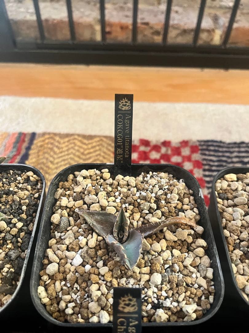 週末セール！アガベ 10株セット