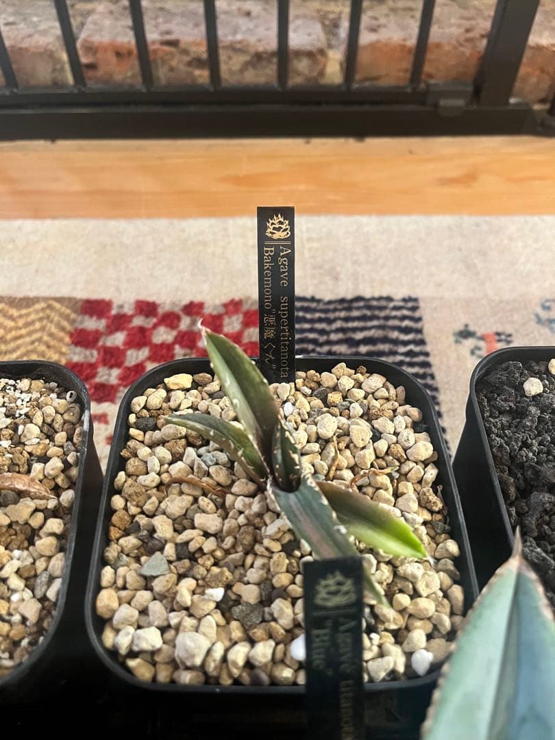 週末セール！アガベ 10株セット