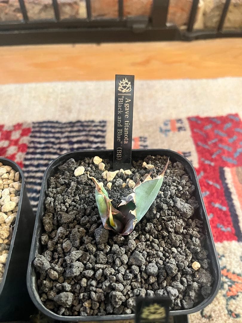 週末セール！アガベ 10株セット