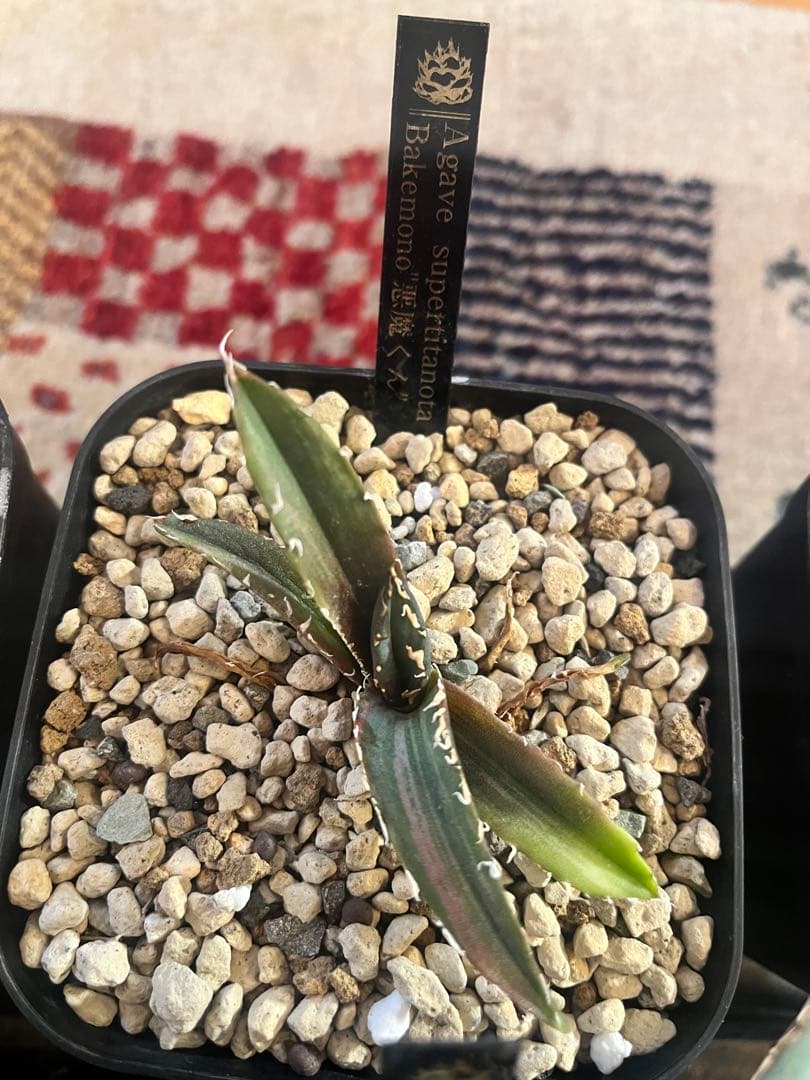 週末セール！アガベ 10株セット