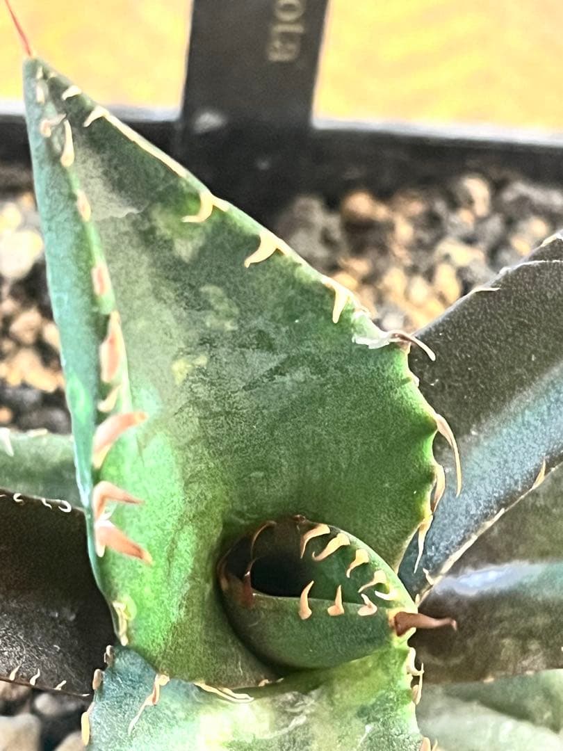 週末セール！アガベ 10株セット