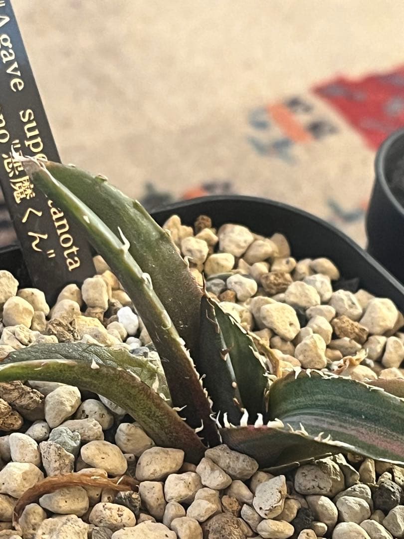 週末セール！アガベ 10株セット