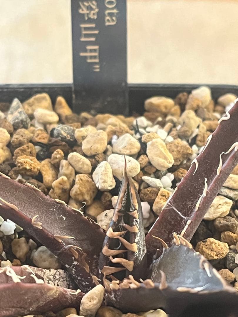 週末セール！アガベ 10株セット