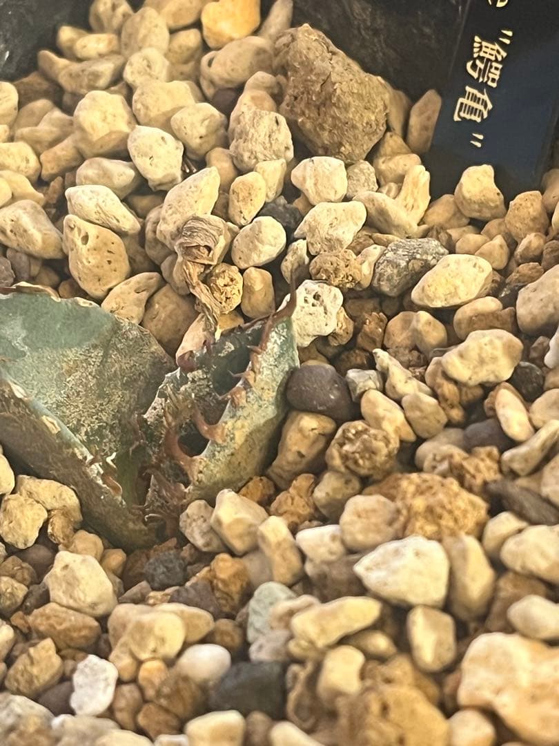 週末セール！アガベ 10株セット