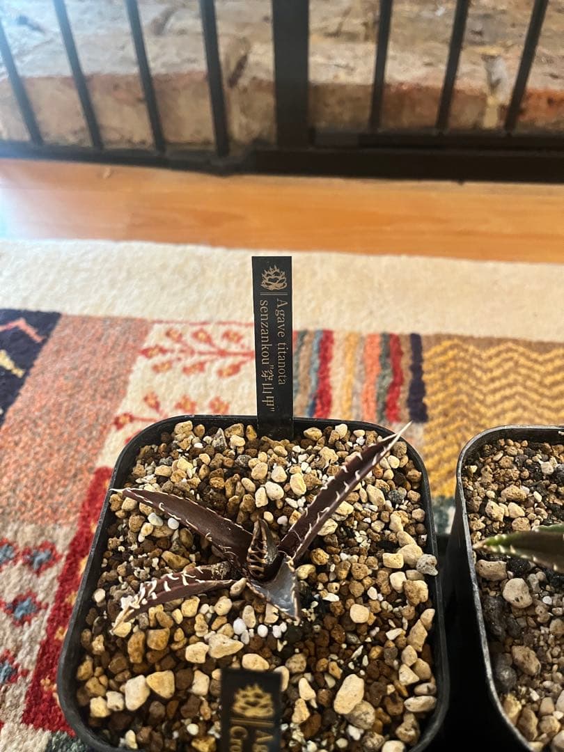 週末セール！アガベ 10株セット