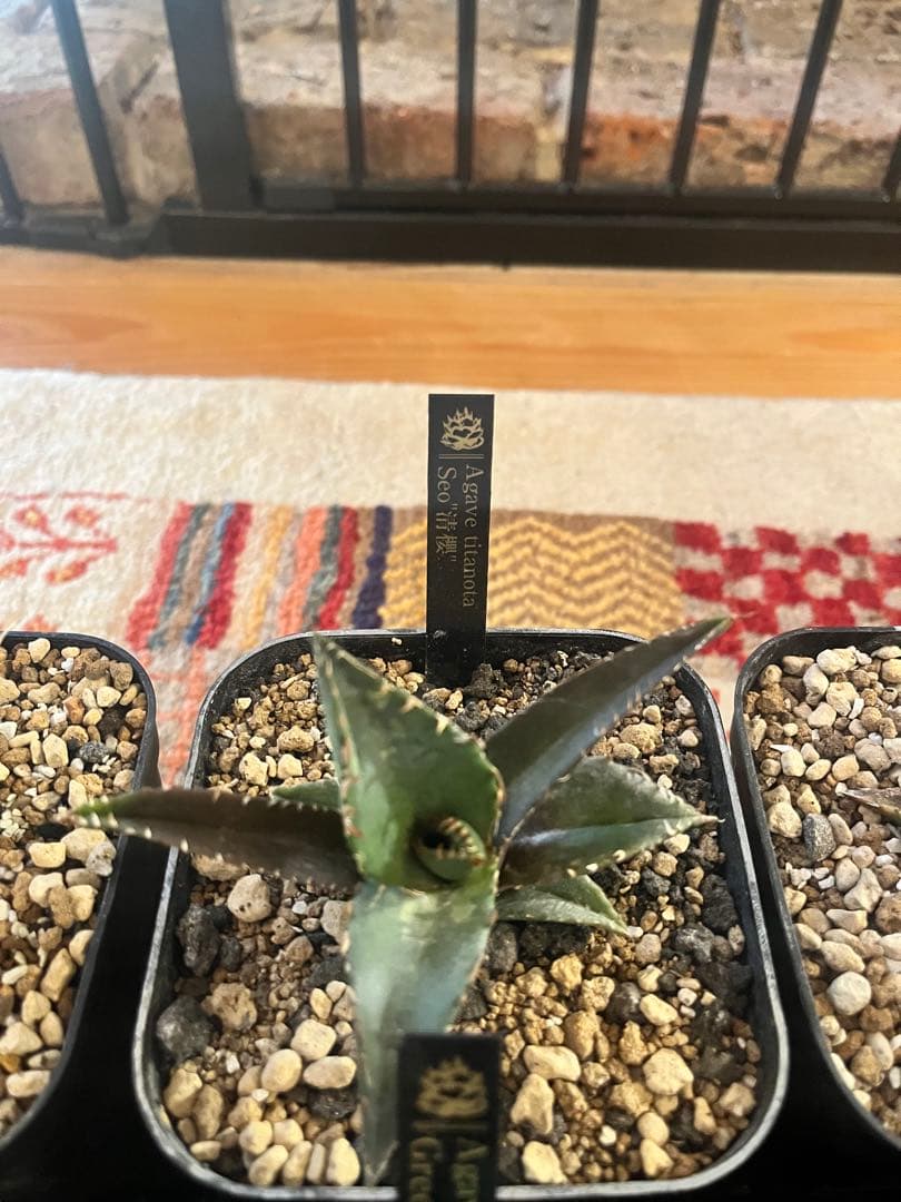 週末セール！アガベ 10株セット