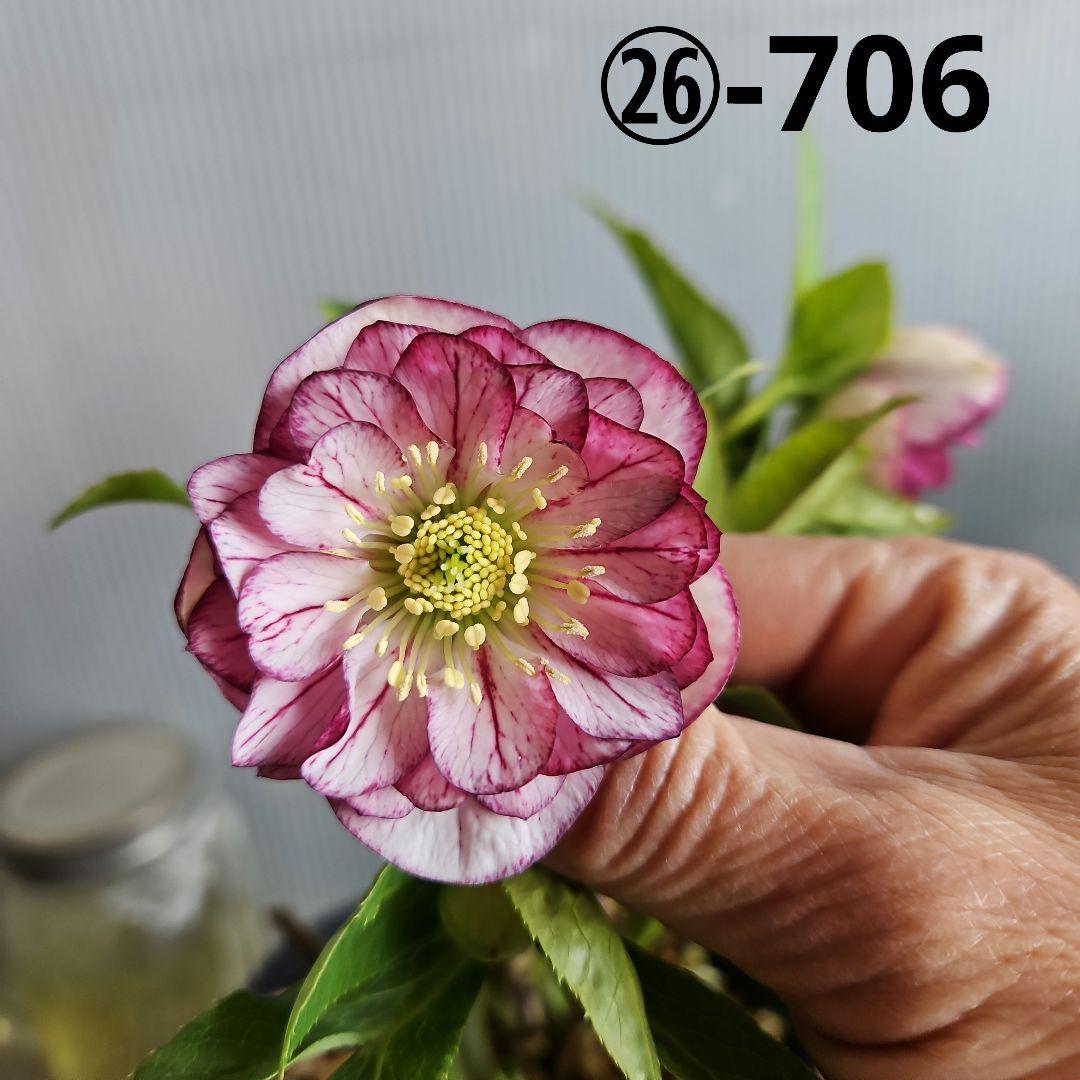 ㉖-706クリスマスローズ