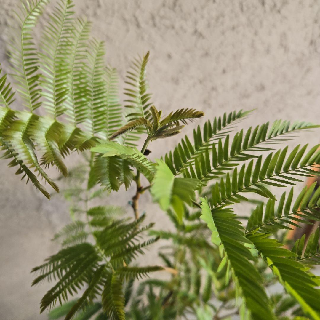 ③　エバーフレッシュ曲がり仕立て　2苗植え　7号最高等級