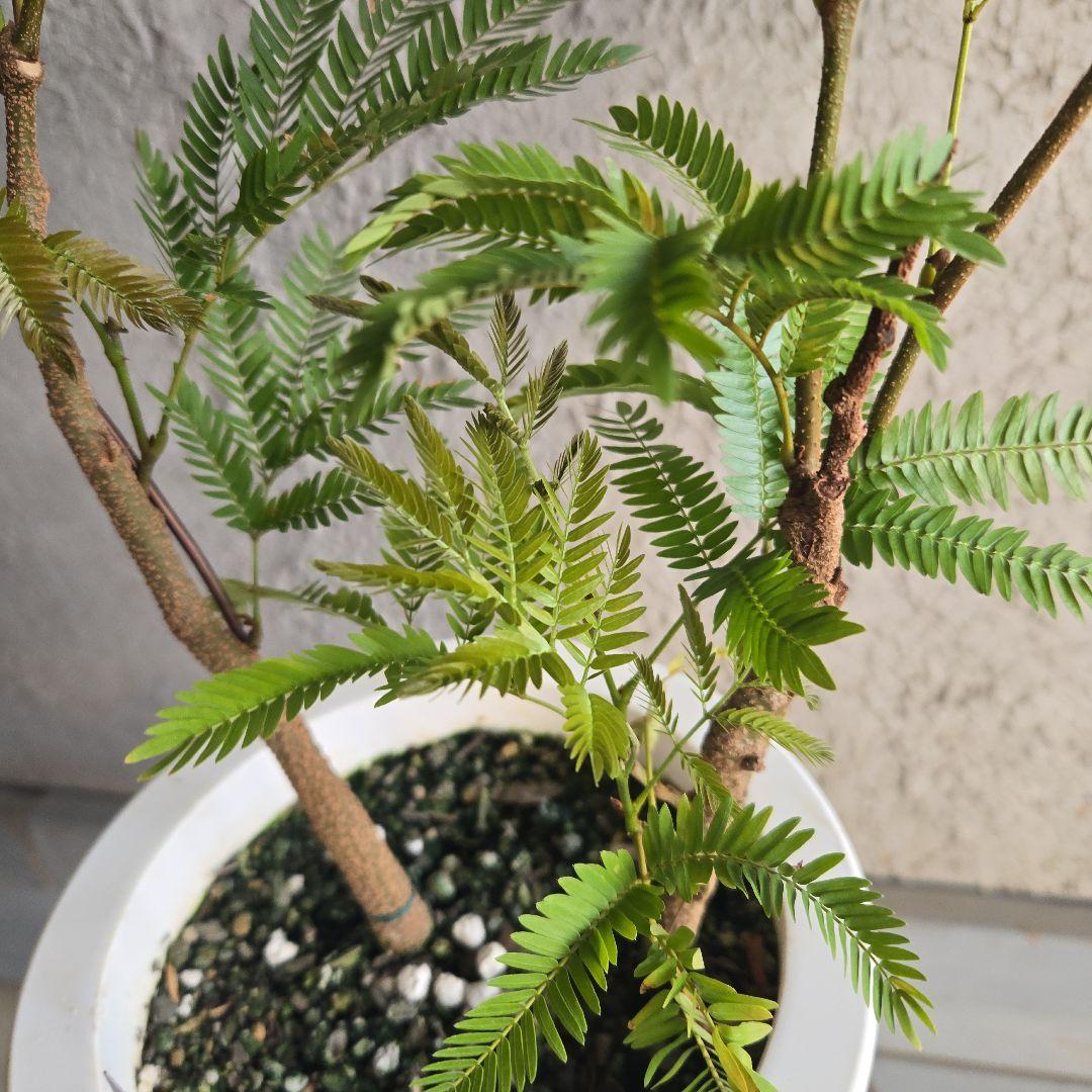 ③　エバーフレッシュ曲がり仕立て　2苗植え　7号最高等級