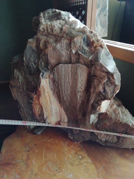 木の化石(珪化木)ペトリファイドウッド①