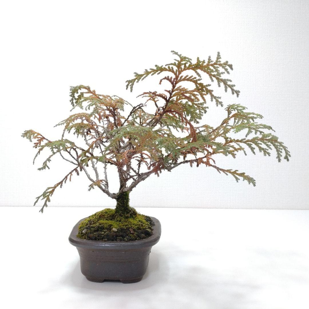 椹（サワラ）盆栽 SS003