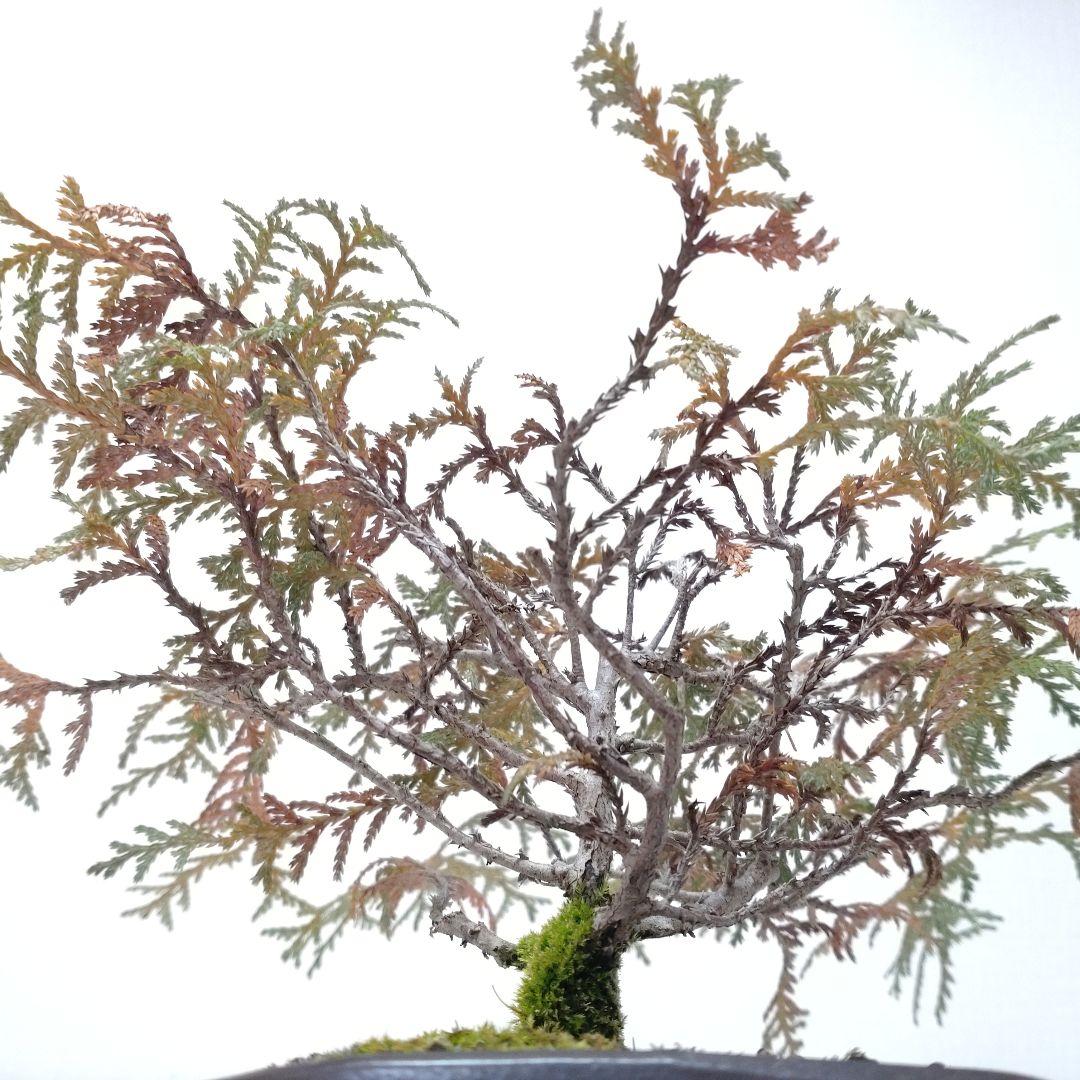 椹（サワラ）盆栽 SS003