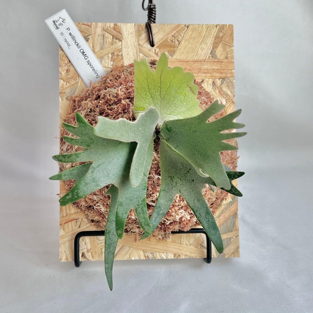 P. Willinckii Omg(spore) 【90】