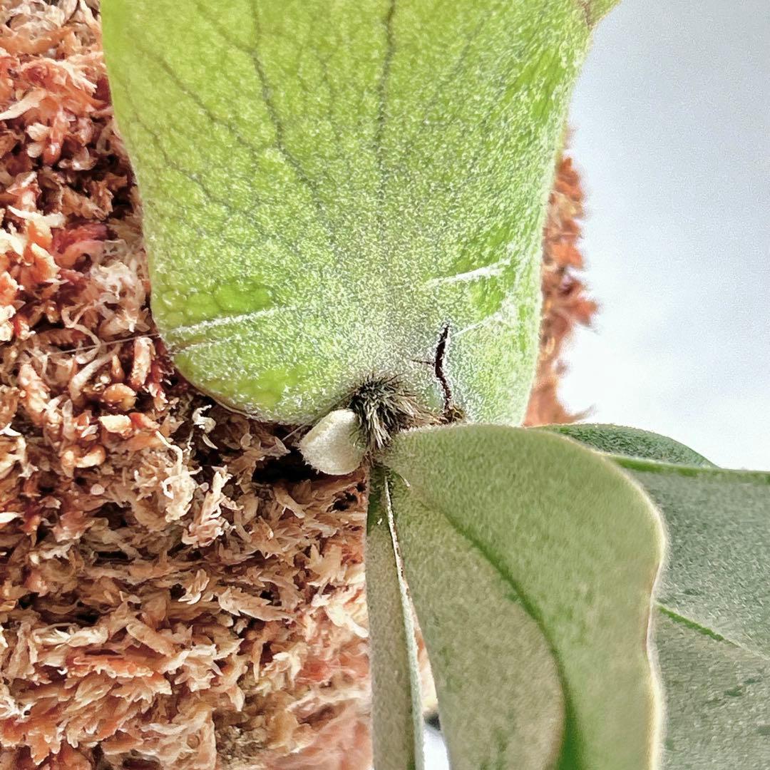 P. Willinckii Omg(spore) 【90】