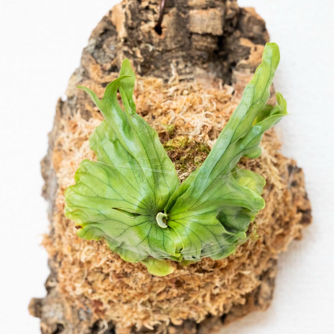 ビカクシダ　ワンダエ　ドワーフ(TC) コルク付けb