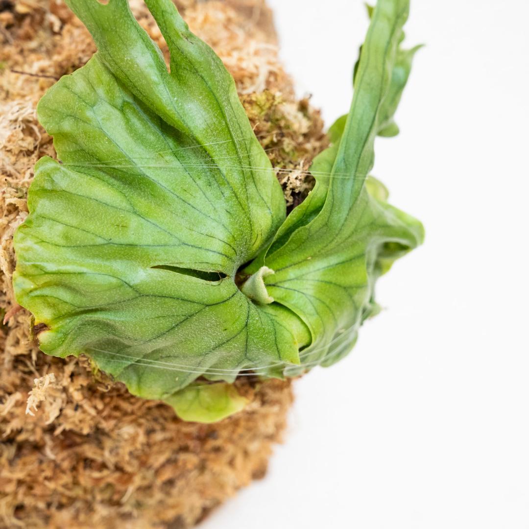 ビカクシダ　ワンダエ　ドワーフ(TC) コルク付けb