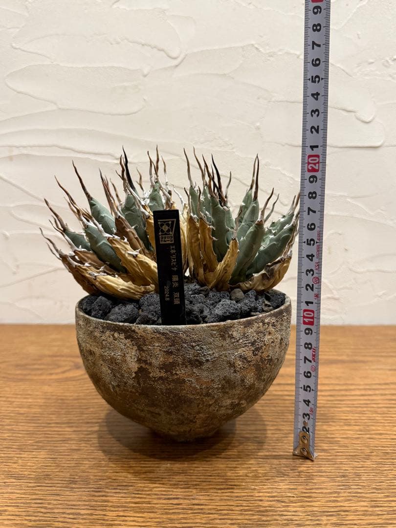 【超希少コレクション株】エボリスピナ【双頭】【陽炎】【作家鉢】