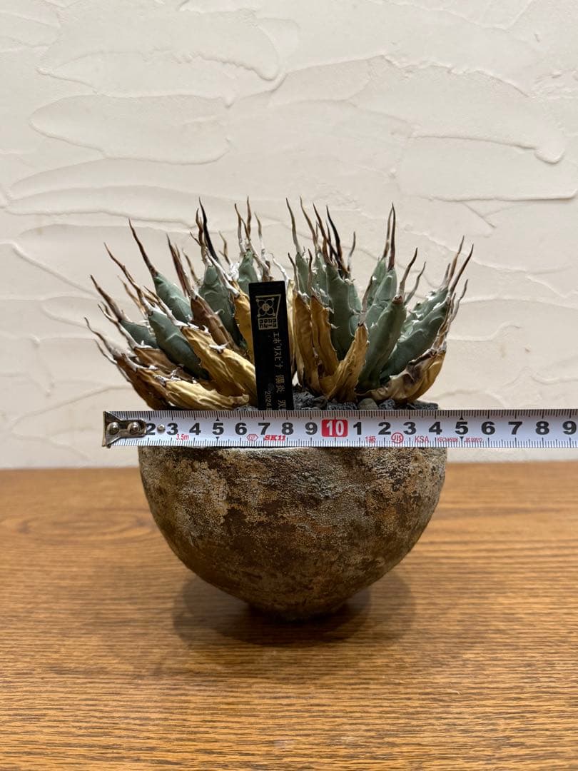 【超希少コレクション株】エボリスピナ【双頭】【陽炎】【作家鉢】