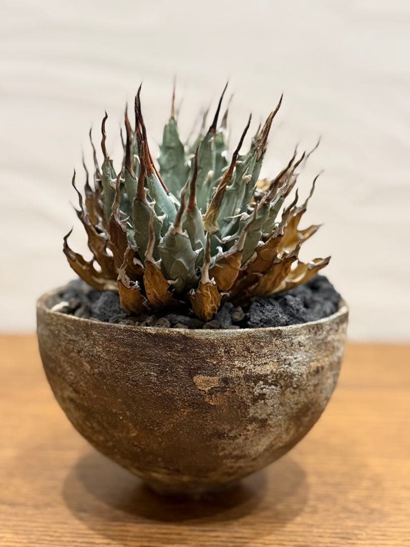 【超希少コレクション株】エボリスピナ【双頭】【陽炎】【作家鉢】