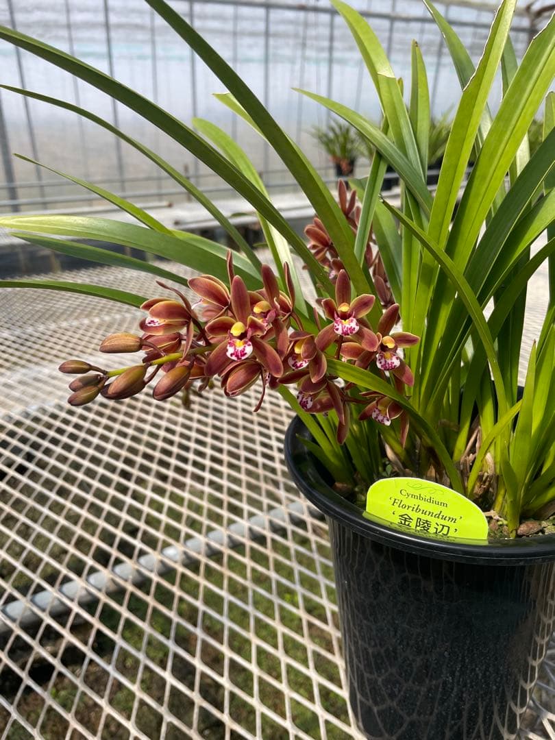 R8年キンリョウヘン花芽3本#6