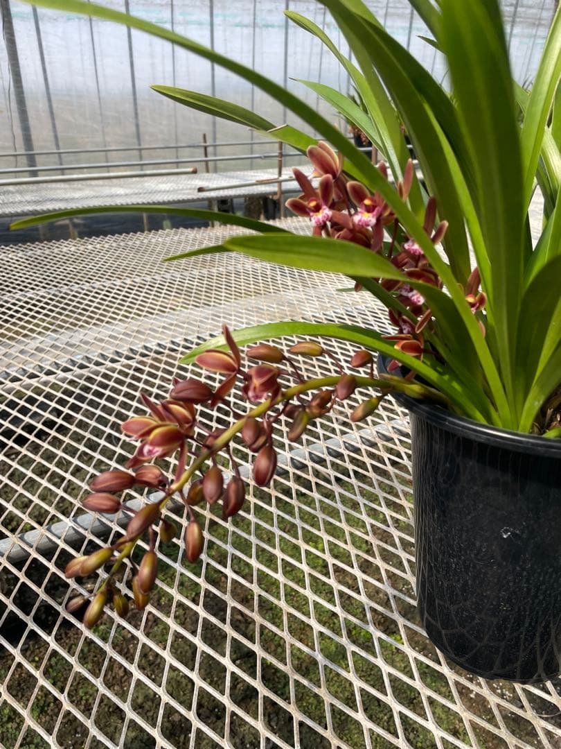 R8年キンリョウヘン花芽3本#6